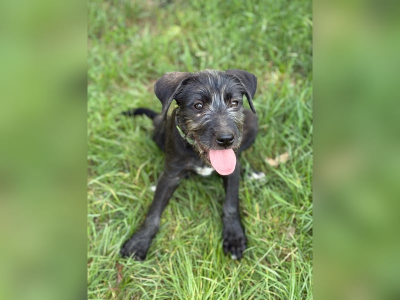 EISHA - kleines Hundekind sucht großes Glück