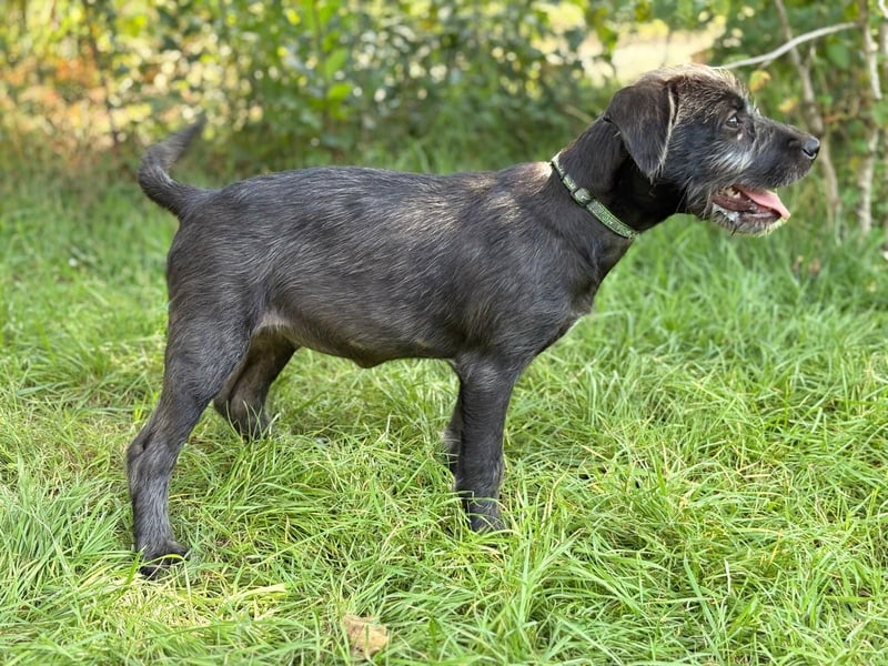 EISHA - kleines Hundekind sucht großes Glück