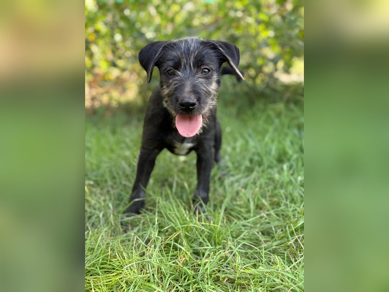 EISHA - kleines Hundekind sucht großes Glück