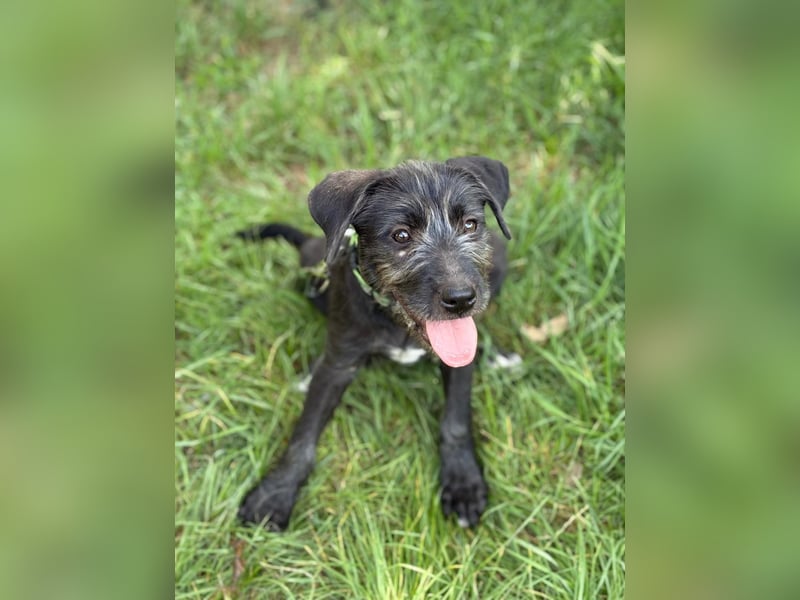 EISHA - kleines Hundekind sucht großes Glück