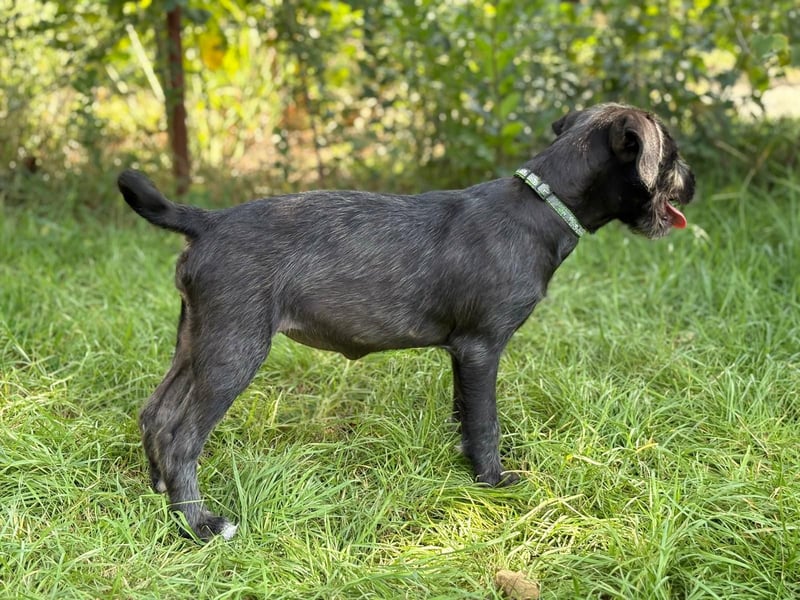 EISHA - kleines Hundekind sucht großes Glück