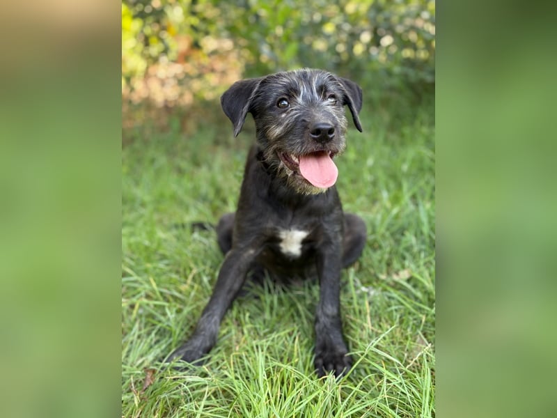 EISHA - kleines Hundekind sucht großes Glück