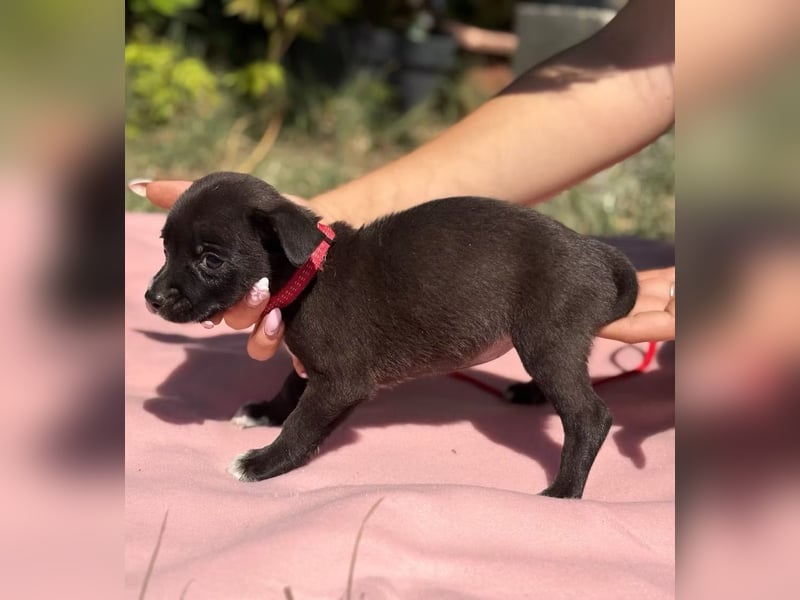 RIKA - Kleines Hundemädchen mit großem Herzen sucht ihr Für-immer-Zuhause