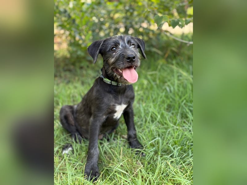 EISHA - kleines Hundekind sucht großes Glück
