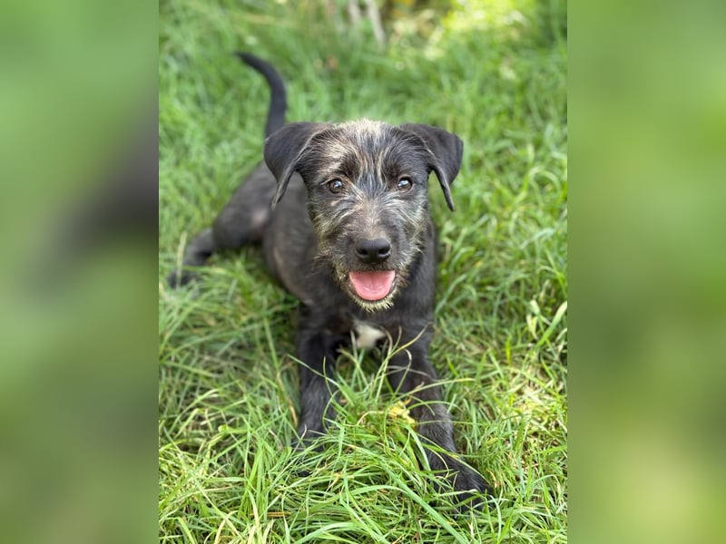 EISHA - kleines Hundekind sucht großes Glück