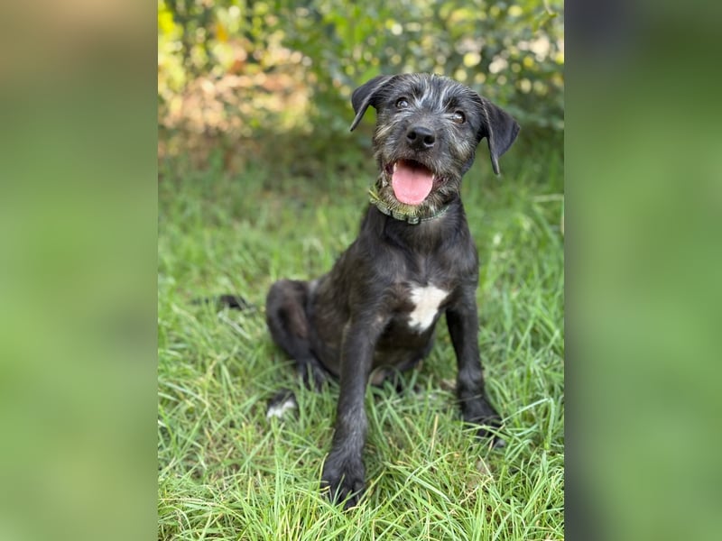 EISHA - kleines Hundekind sucht großes Glück