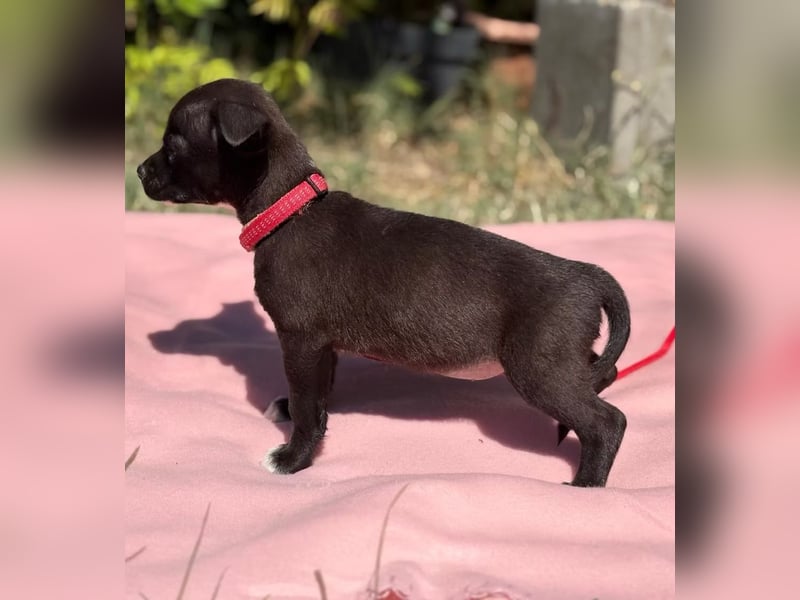 RIKA - Kleines Hundemädchen mit großem Herzen sucht ihr Für-immer-Zuhause
