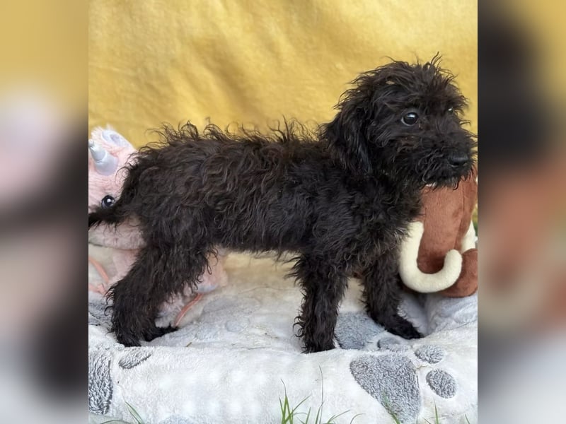 ALMI - Kleine Wuschelmaus sucht ihre Familie