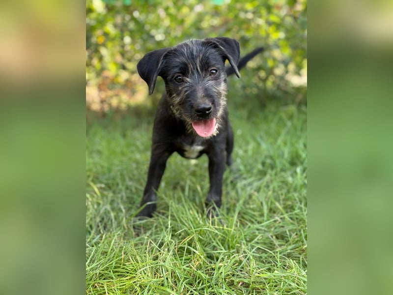 EISHA - kleines Hundekind sucht großes Glück