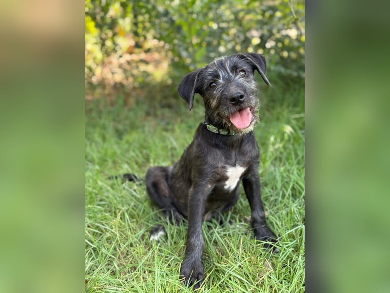 EISHA - kleines Hundekind sucht großes Glück