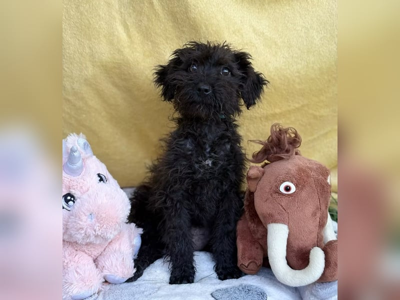 ALMI - Kleine Wuschelmaus sucht ihre Familie
