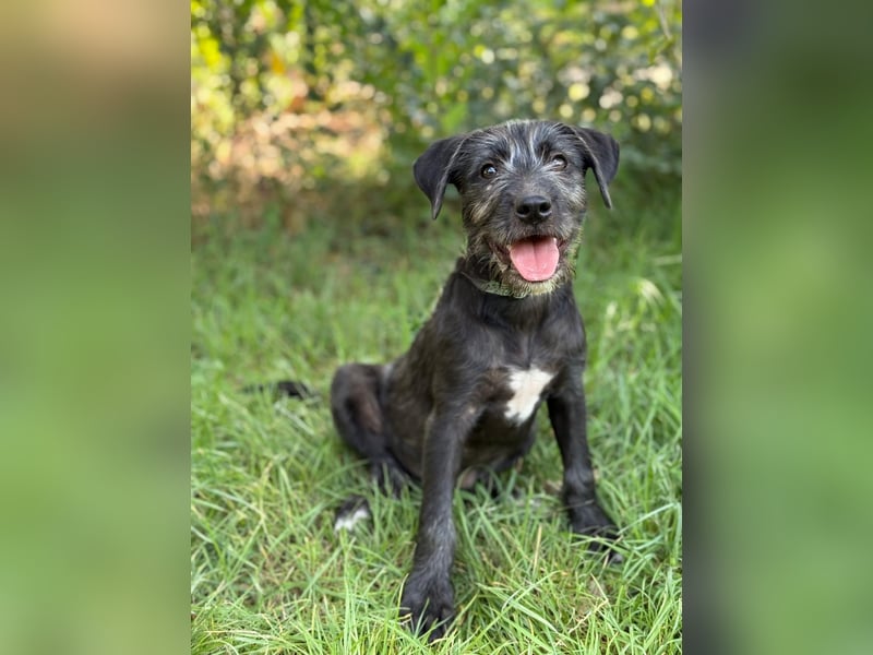 EISHA - kleines Hundekind sucht großes Glück