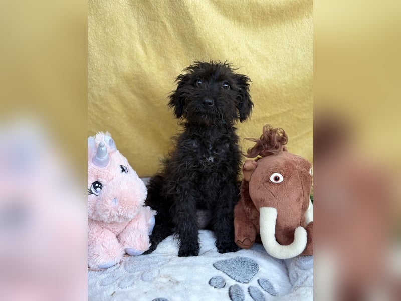 ALMI - Kleine Wuschelmaus sucht ihre Familie