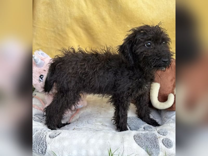 ALMI - Kleine Wuschelmaus sucht ihre Familie
