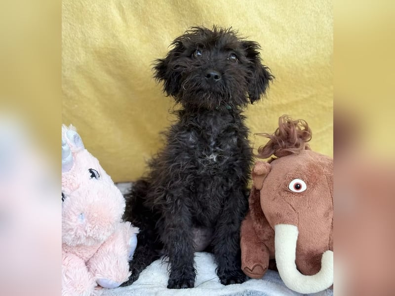 ALMI - Kleine Wuschelmaus sucht ihre Familie