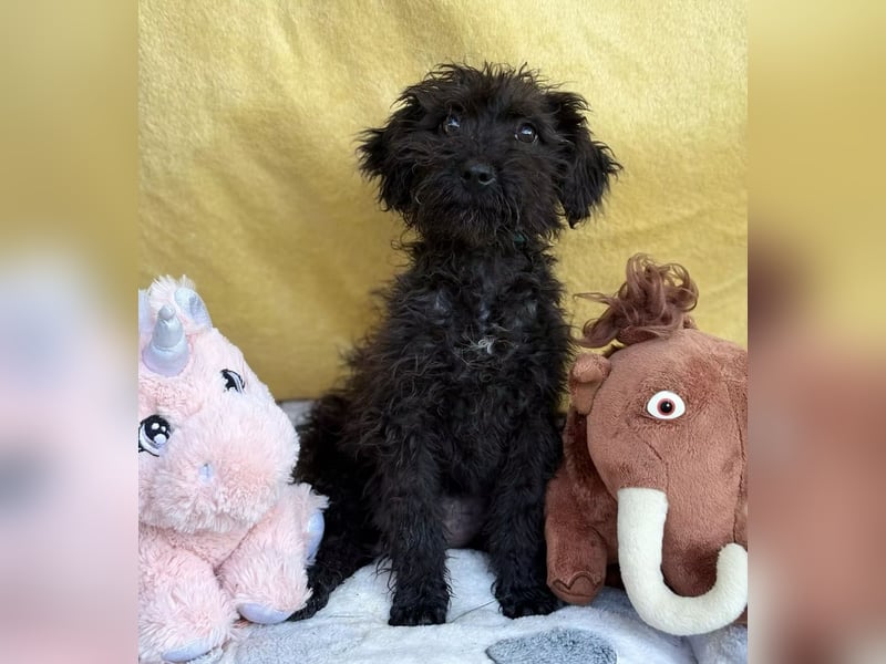 ALMI - Kleine Wuschelmaus sucht ihre Familie