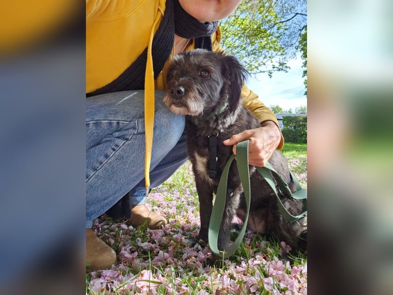Sheepy kleine Lady sucht ein Körbchen