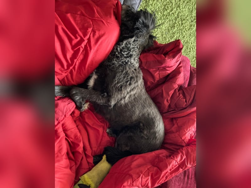 Sheepy kleine Lady sucht ein Körbchen