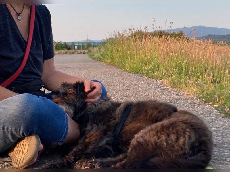 Sheepy kleine Lady sucht ein Körbchen