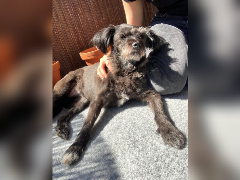 Sheepy kleine Lady sucht ein Körbchen
