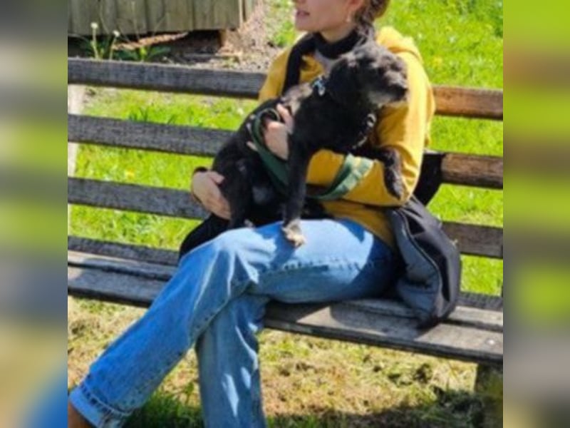 Sheepy kleine Lady sucht ein Körbchen