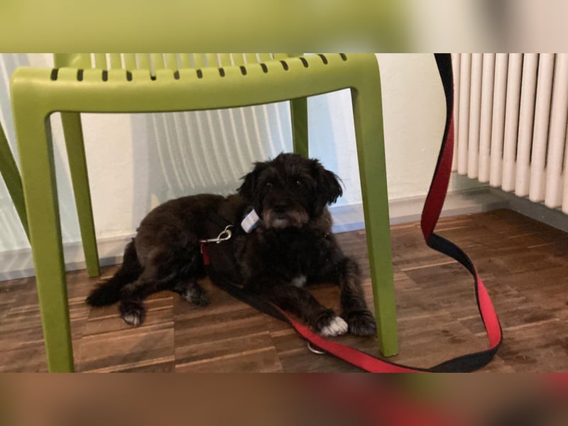 Sheepy kleine Lady sucht ein Körbchen