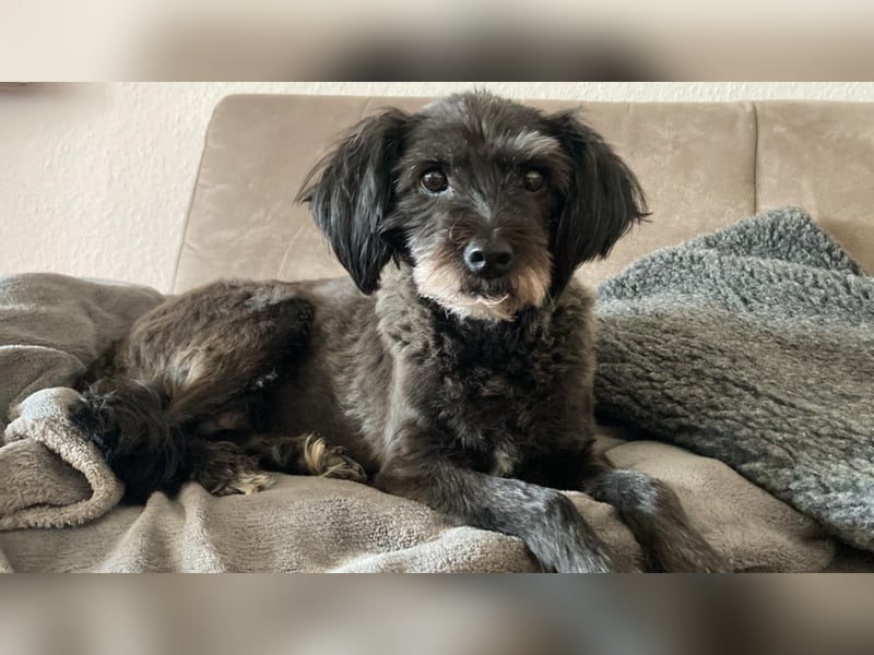 Sheepy kleine Lady sucht ein Körbchen