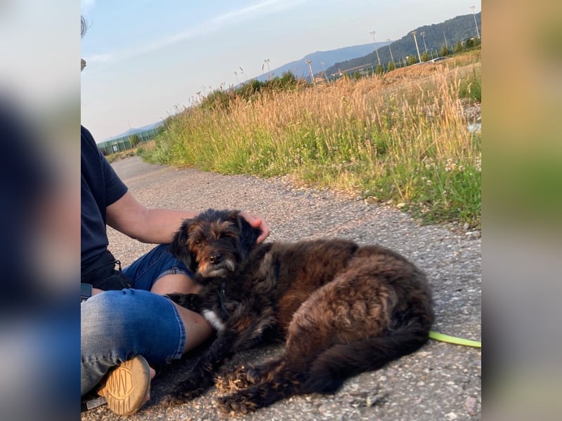 Sheepy kleine Lady sucht ein Körbchen