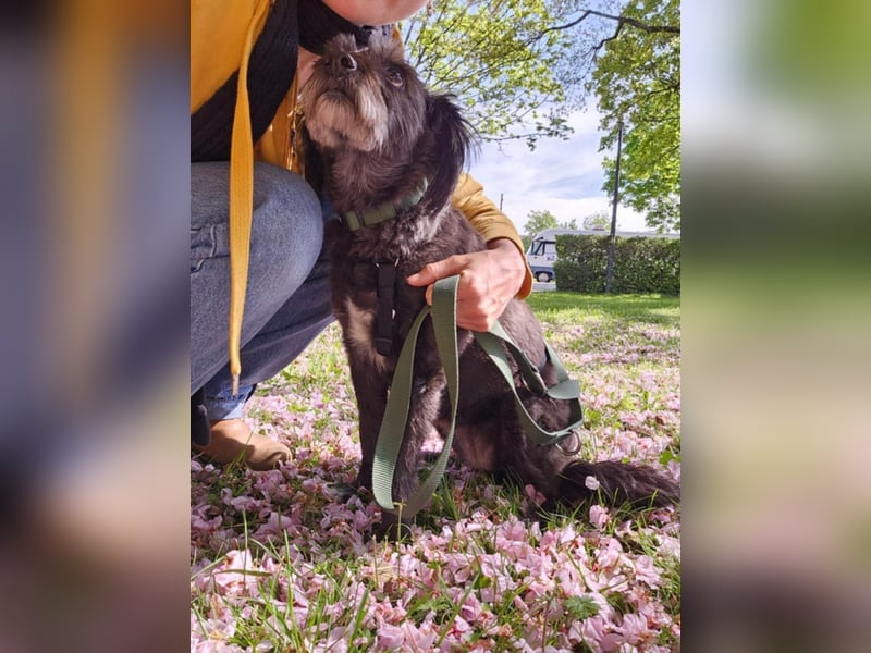 Sheepy kleine Lady sucht ein Körbchen