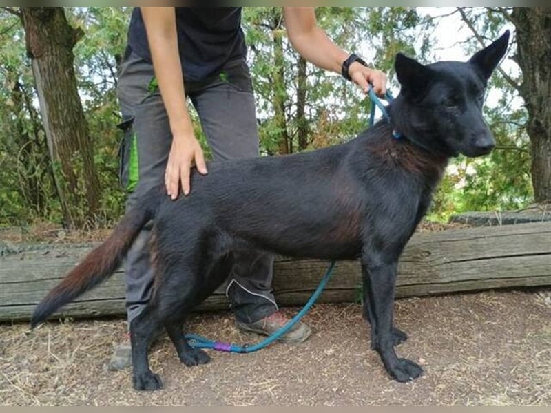 Joelene, Schäferhund Mischling