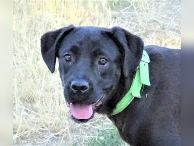 Greta, Labrador Mischling