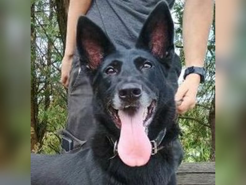 Blackie, Schäferhund Mischling