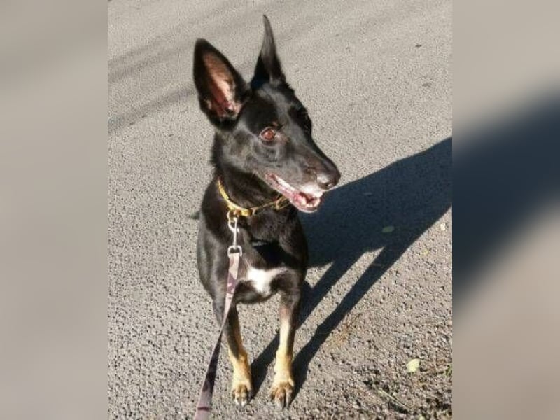 Blackie, Schäferhund Mischling