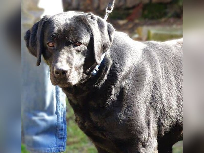 Linda, Labrador Mischling
