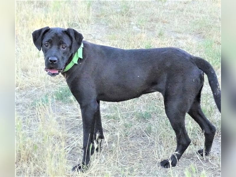 Greta, Labrador Mischling