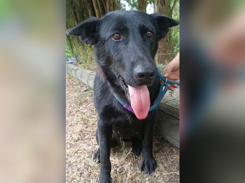 Joelene, Schäferhund Mischling