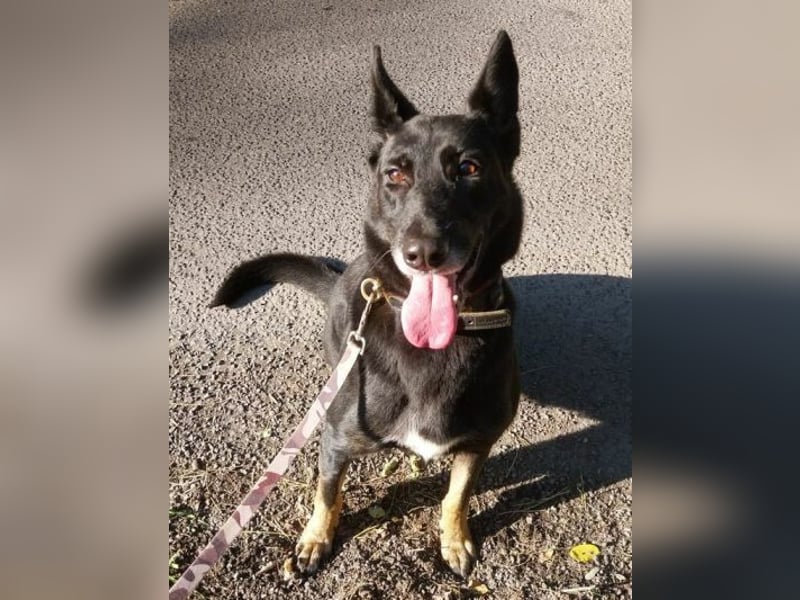 Blackie, Schäferhund Mischling