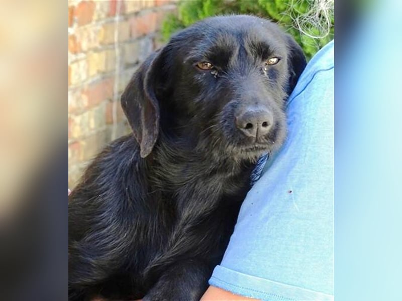 Demi 2, Terrier Mischling