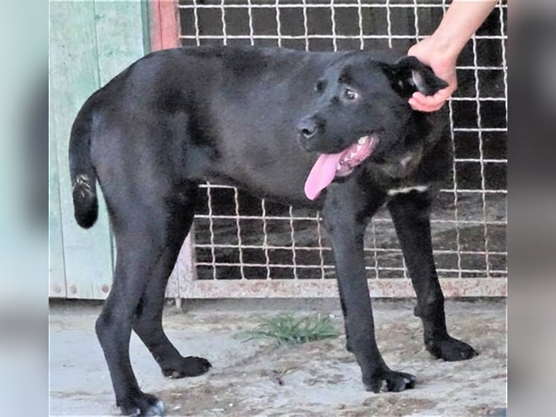 Greta, Labrador Mischling