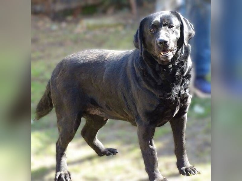 Linda, Labrador Mischling