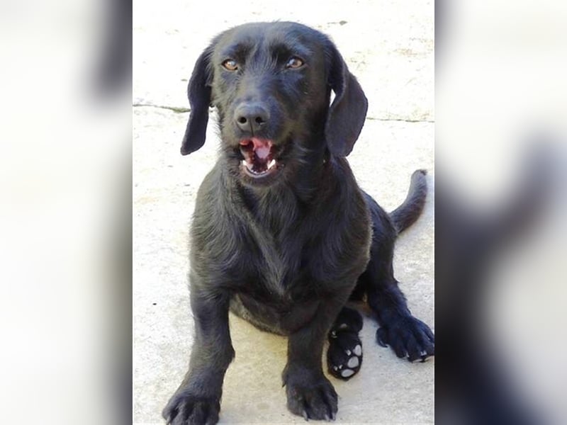 Demi 2, Terrier Mischling