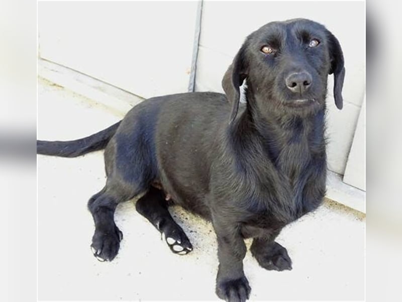 Demi 2, Terrier Mischling