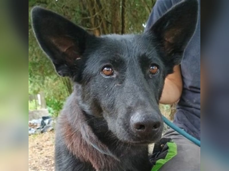 Joelene, Schäferhund Mischling