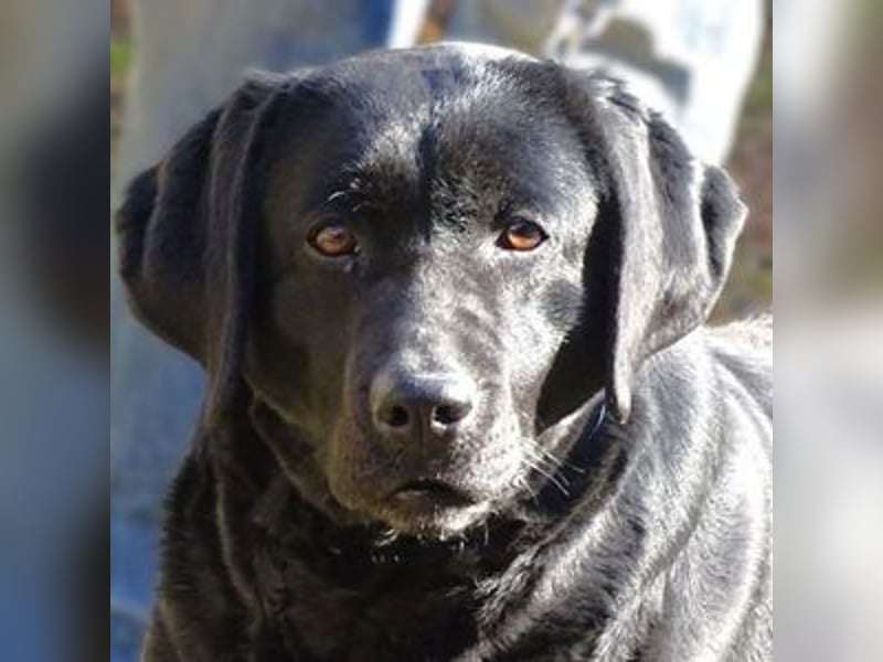 Linda, Labrador Mischling