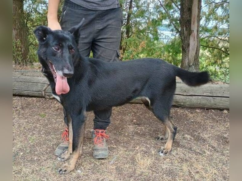 Blackie, Schäferhund Mischling