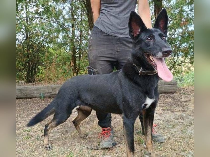 Blackie, Schäferhund Mischling