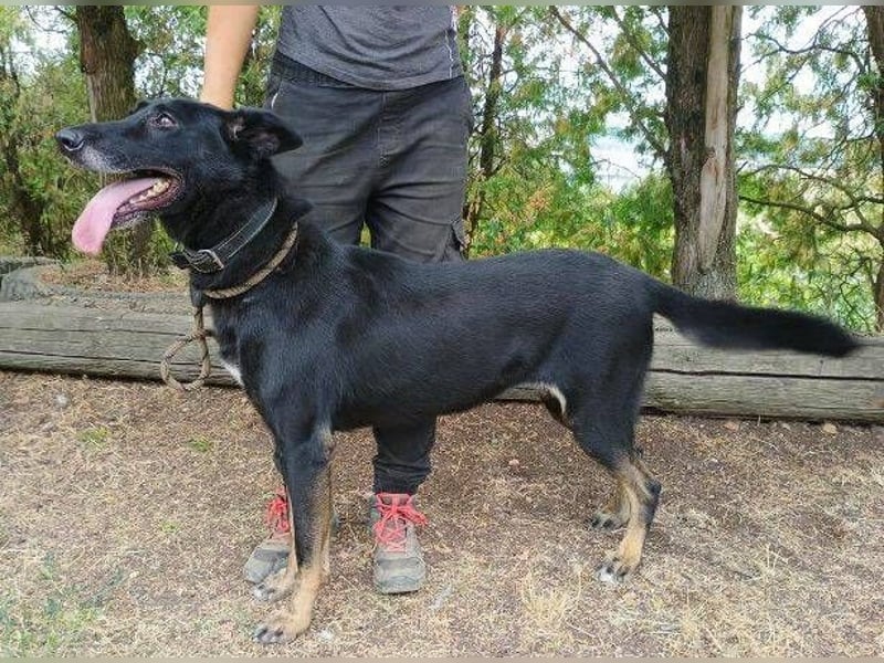 Blackie, Schäferhund Mischling
