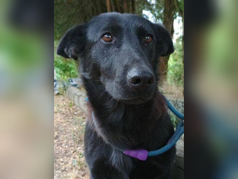 Joelene, Schäferhund Mischling