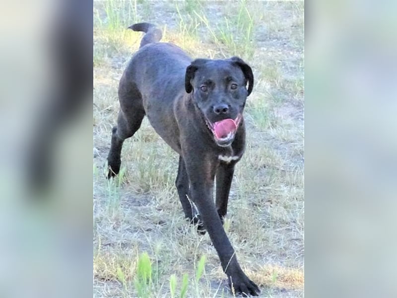 Greta, Labrador Mischling