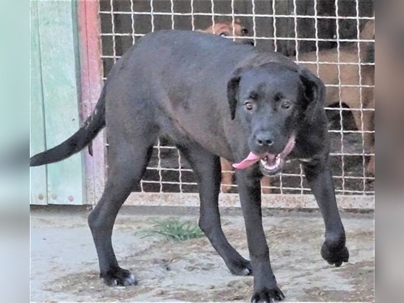 Greta, Labrador Mischling